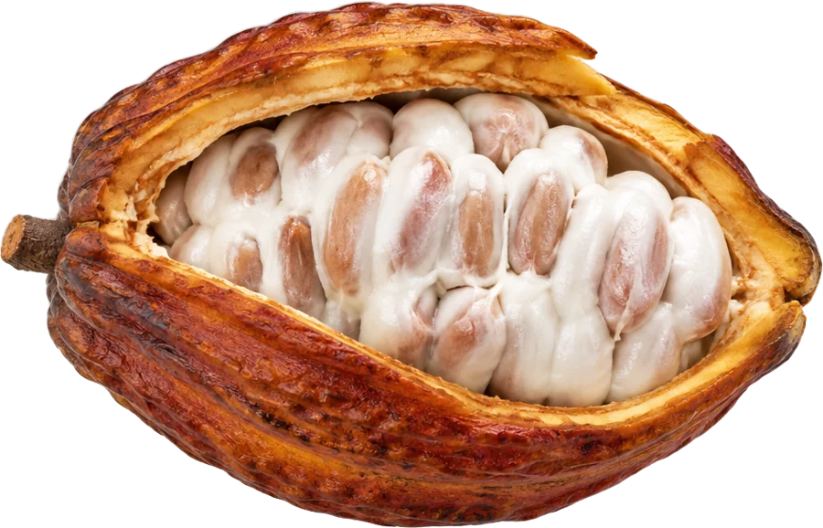 Cacao pod split open